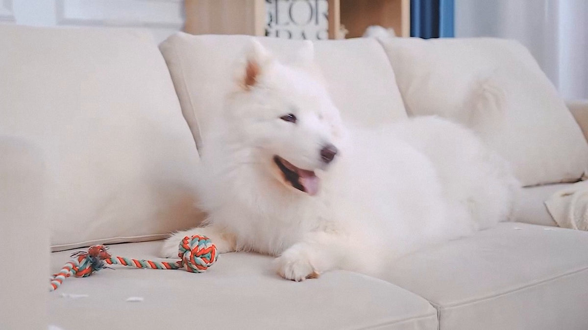 White fluffy dog lying on a cream sofa with a rope toy